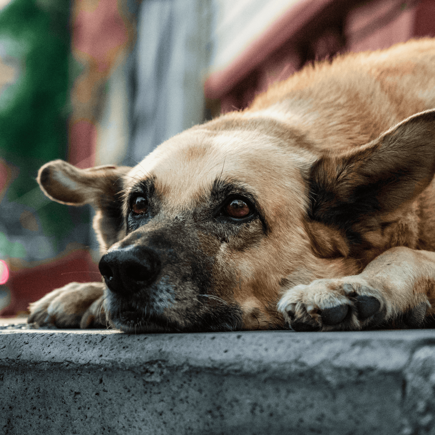 How to Use Enrichment Toys to Reduce Dog Anxiety
