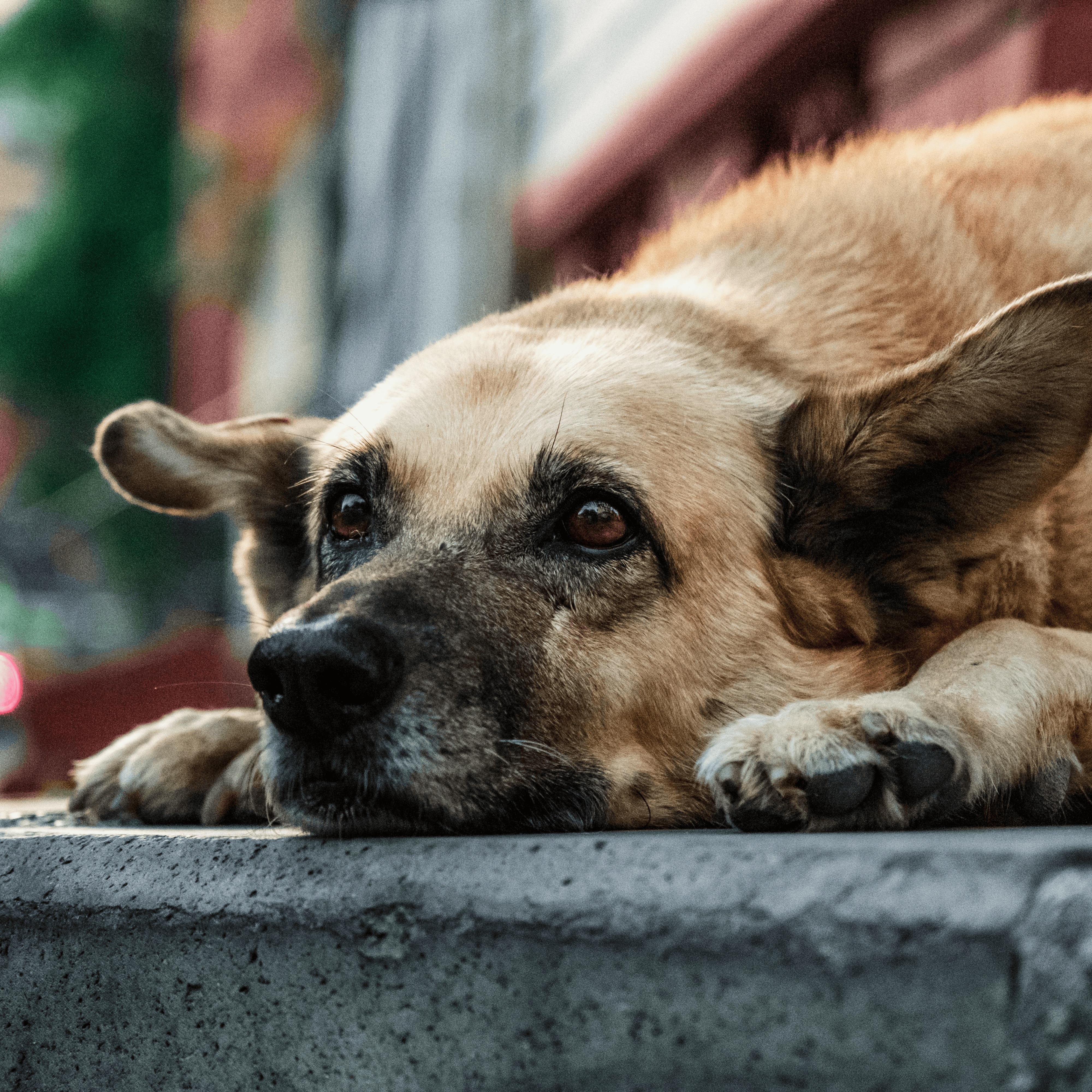 How to Use Enrichment Toys to Reduce Dog Anxiety