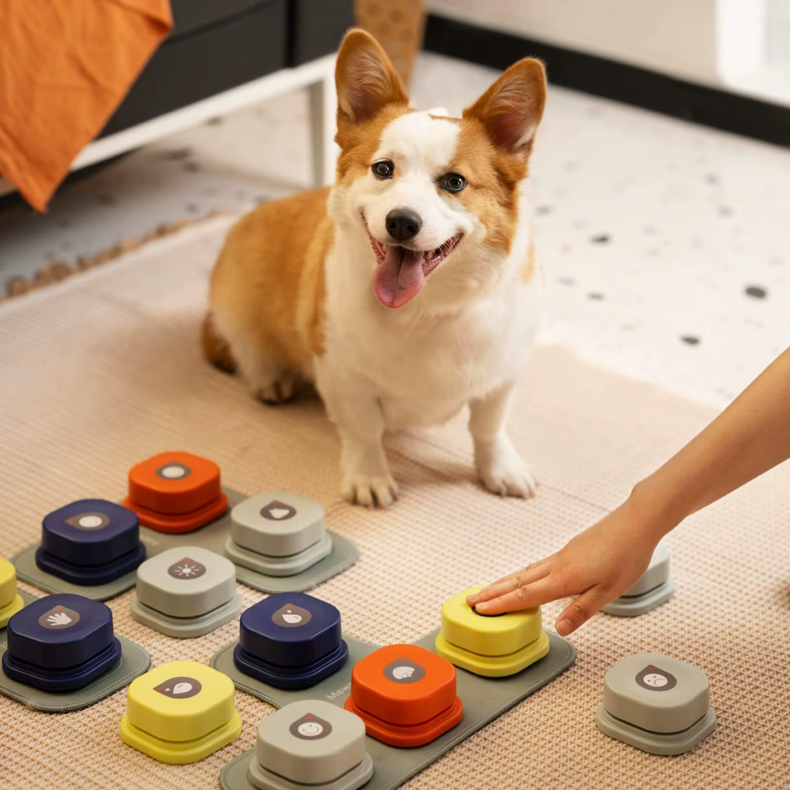 Can Dogs Really Learn to “Talk” with Buttons?